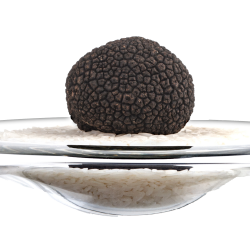 La Truffe Noire fraîche du Périgord - Extra - France - 100g